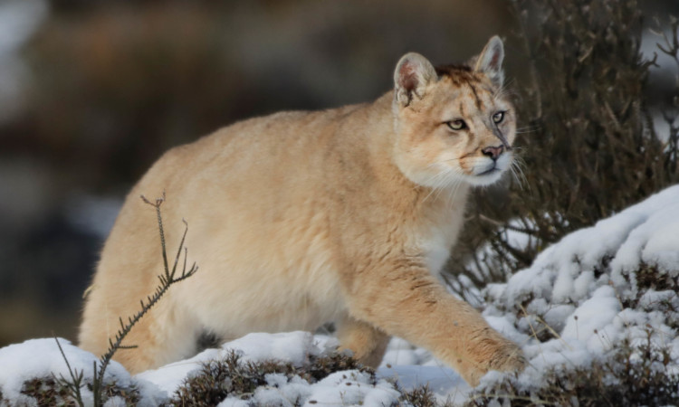 Puma Photo Safari Torres del Paine (Winter)